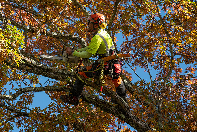 ADS Tree Service
