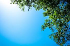 Amador County tree services